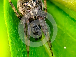 Aculepeira ceropegia, the oak spider, is an orb-weaving spider species belonging to the family Araneidae.Â 